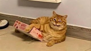 FUNNY CATS MEMES COMPILATION V36 [upl. by Juanita562]