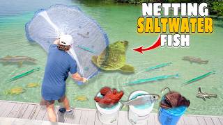 Netting Tons of FISH For My SALTWATER POND amp ANGLER FISH Aquarium [upl. by Naimed783]