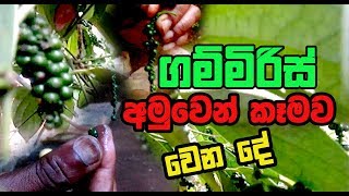 ගම්මිරිස් Gammiris අමුවෙන් කෑමව වෙන දේ  Pepper cultivation in Sri lanka  Spices [upl. by Heron]