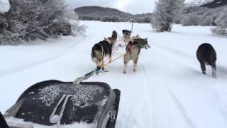 Siberianos de Fuego  Trineo de Perros Huskies  Ushuaia Argentina [upl. by Laucsap]