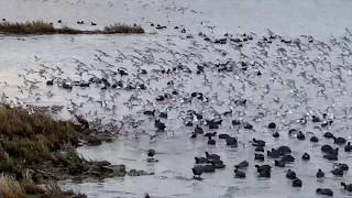 Sanderlings in Flight [upl. by Aneloc]