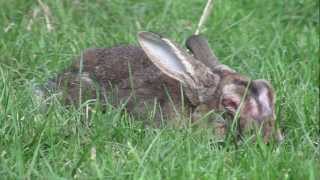 About Rabbit Myxomatosis [upl. by Willem]