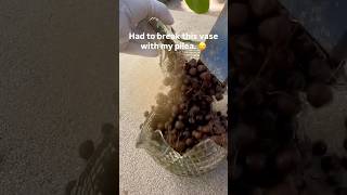 Pilea Peperomioides repotting 🪴 moneytree repot plants tipsandtricks shorts viral subscribe [upl. by Zanlog753]