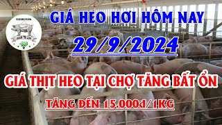 Giá heo hơi hôm nay 2992024  Tăng 15000đkg Giá HEO THỊT sắp tới chắc chắn sẽ còn tăng rất mạnh [upl. by Coben]