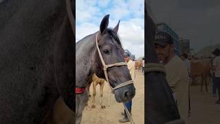 Feira de CAVALO de Caruaru PE 0810 🐎 [upl. by Dunning]