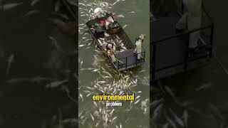 Electrofishing carp fish [upl. by Nnyl]