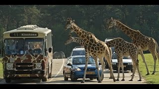 Beekse bergen Bus safari fullride safari [upl. by Newmann112]