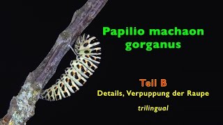 PAPILIO MACHAON detailed pupation trilingual HD1080p part B [upl. by Eclud621]