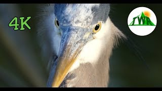 The Great Blue Heron Everything You Need To Know [upl. by Enortna]