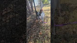 Meet Victoria a American Blue Heeler currently available for adoption 11142024 92448 PM [upl. by Lanette]