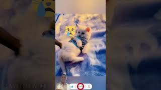 cat cates funny catsanddogs funnyanimals fuunypets animals [upl. by Livia201]