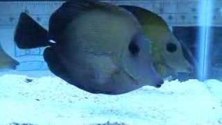 Scopas Black Tang [upl. by Akiraa]