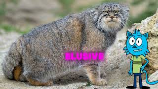 Asian Manul cat About [upl. by Lacie]