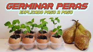 Como Germinar Semillas de Pera Germinar Pera  Sembrar Pera  Plantar Pera  Cultivo paso a paso [upl. by O'Malley]