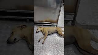 Bachane wala hai bhagwanbhagwan dogintrain dogtravelling [upl. by Erme]