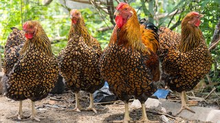 Gold Laced Wyandotte Chickens  Dual Purpose Eye Candy [upl. by Aicirpac570]