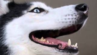 True Facts About Mishka the Talking Husky [upl. by Stanfield]