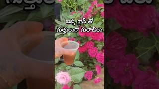 Best fertilizer for rose plant youtubeshorts shorts shortvideo garden [upl. by Ahpla371]