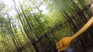 The Magical Platform in the Middle of a Cypress Garden Roanoke River Platform Camping Jamesville NC [upl. by Nim880]