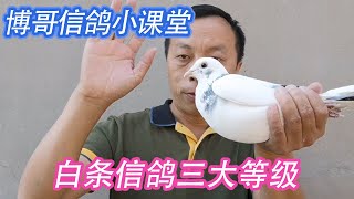 白条信鸽的三大等级，你了解吗？一个视频轻松让你明白【博哥信鸽小课堂】 [upl. by Eilloh262]