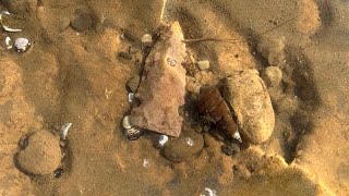 Arrowhead hunting Along the Ohio river [upl. by Austen]