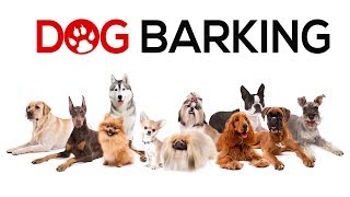 Dogs Barking Sounds To Make Your Dog REACT  34 Breeds Including Yours [upl. by Stoll43]