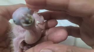 This is how I feed my Sun conure chick [upl. by Teressa]