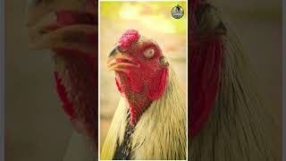 The racing cock is ready for the Sankranthi ring roster farming viralvideo [upl. by Esra]