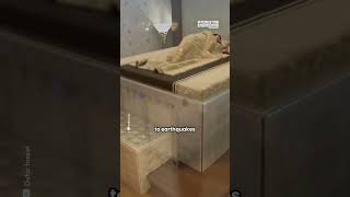 The EarthquakeProof Bed that Saves Your Life [upl. by Yrek]