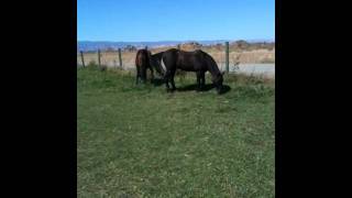 How to handle a Horse Spooking at a tractor  Checking poop for worms  Rick Gore Horsemanship [upl. by Maunsell48]