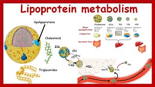 Lipoprotein metabolism and transport  Chylomicron VLDLIDL LDLHDL  Metabolism  Biochemistry [upl. by Ahtnammas106]