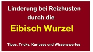 Husten und Reizhusten durch die Heilkraft der Eibisch Wurzel lindern beruhigen  Heilmittel Hilfe [upl. by Ettigdirb]