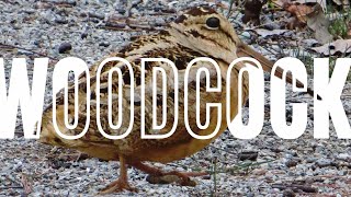 The American Woodcock 🐦is a funny dancer💃🕺😂 [upl. by Allerus]