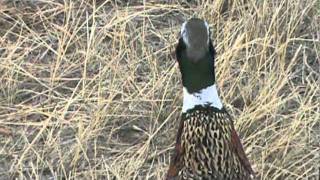 Pheasant hunting in Colorado [upl. by Etz]