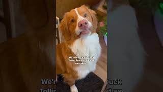 Nova Scotia Duck Toller Retrievers dogsofyoutube toller dog puppy nsdtr ducktoller purebred [upl. by Yziar]