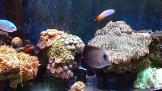 Firefish Chromis Blenny Scopas Tang Giant Favia Zoanthids [upl. by Nylsirhc]