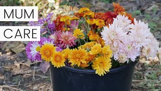 Chrysanthemum Plant Care After Flowering in Fall  Growing Potted Chrysanthemums as Perennials [upl. by Sunil259]