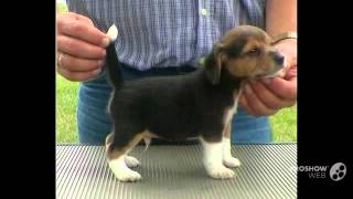 Pocket Beagle Dog breed [upl. by Wadsworth779]