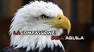 LA COMPASSIONE DELLAQUILAIMPARA LA LEZIONE [upl. by Lorinda]