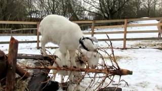 Funny Goat Screaming Alarm Clock [upl. by Saunders]