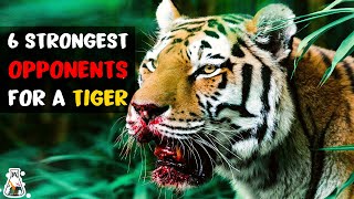 6 Most Ruthless Fights Of A Tiger [upl. by Azeel]