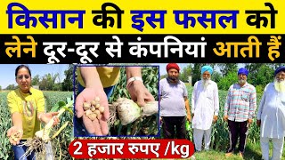 2000रुपये किलो बिकती है🌱यह फसल  Agriculture Business  Garlic farming  Kashmiri lehsun ki kheti [upl. by Lavro697]