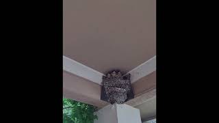 Three Week Old Barn Swallow Video [upl. by Lemrahs720]