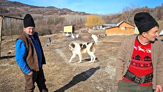 LA STANA LUI BEBE DIN GORNETU CUIBACIOAIECLOPOTE DE OI SI CAINI CIOBANESTI ROMANESTI [upl. by Ko]