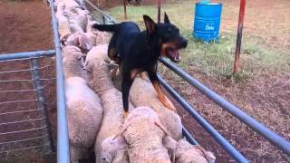 Gulligal Minka and Poncho loading sheep April 2015 [upl. by Fiester173]