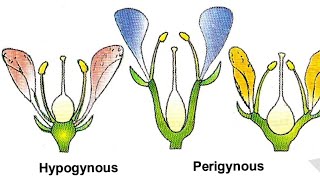 Hypogynous flower  Perigynous Flower  Epigynous Flower [upl. by Demeyer]