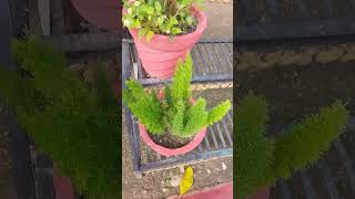 Plantgreenplantplants youtubeshorts chill music [upl. by Llerdna908]