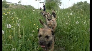 Border Terrier Treffen [upl. by Tlevesoor939]