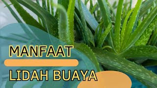 Manfaat Lidah Buaya  Kecantikan Alami [upl. by Yesoj]