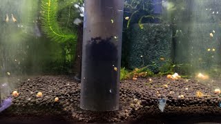 Odmulanie podłoża przy podmianie wody aktywne w krewetkarium  How to clean aquarium substrate [upl. by Eliason]